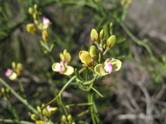 Comesperma integerrimum