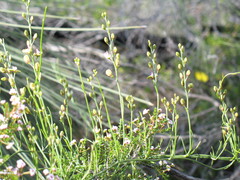 Comesperma integerrimum