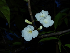 Tabebuia insignis