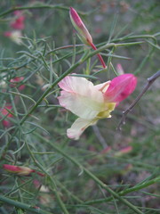 Lechenaultia linarioides