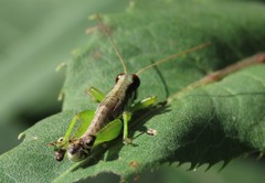 Melanoplus gracilis