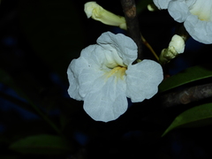 Tabebuia insignis