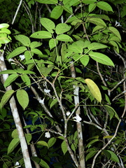 Tabebuia insignis