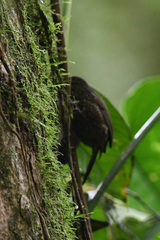 Premnoplex brunnescens