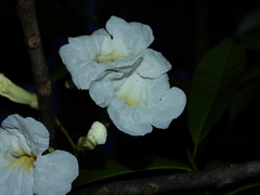Tabebuia insignis