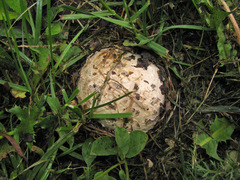 Mycenastrum corium