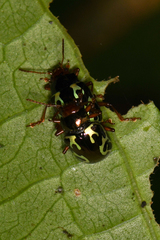 Zygogramma violaceomaculata