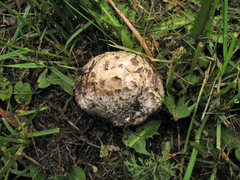 Mycenastrum corium