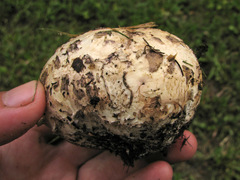 Mycenastrum corium