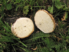 Mycenastrum corium