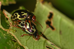 Zygogramma violaceomaculata
