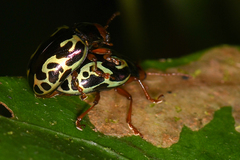 Zygogramma violaceomaculata