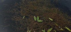 Potamogeton rutilus