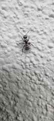 Camponotus