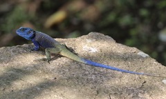 Acanthocercus ugandaensis
