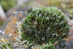 Grimmia ovalis