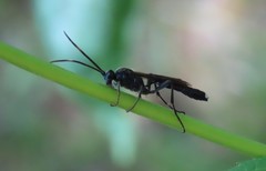 Vulgichneumon