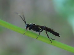 Vulgichneumon
