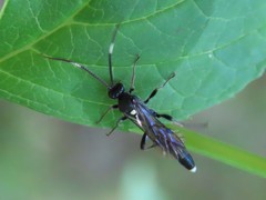 Vulgichneumon
