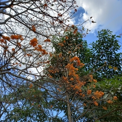 Erythrina poeppigiana