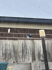 Malurus cyaneus cyanochlamys