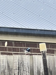 Malurus cyaneus cyanochlamys