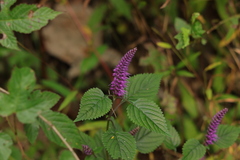 Elsholtzia splendens