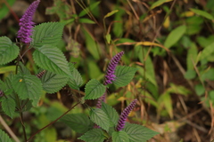 Elsholtzia splendens