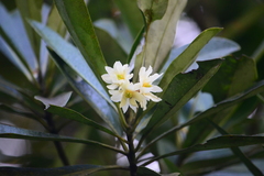 Drimys angustifolia