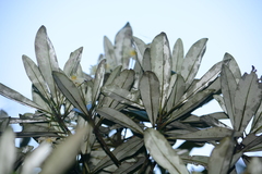 Drimys angustifolia