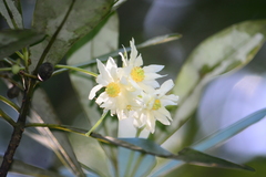 Drimys angustifolia
