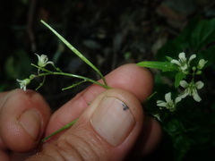 Cardamine africana