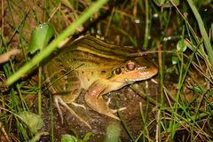 Leptodactylus paranaru
