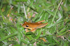 Boana bischoffi