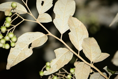 Solanum sanctaecatharinae