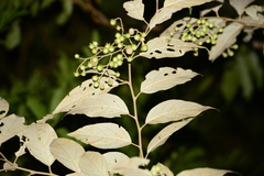 Solanum sanctaecatharinae