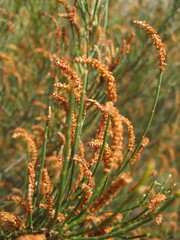 Allocasuarina campestris