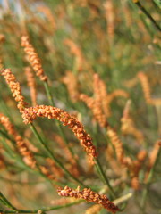 Allocasuarina campestris