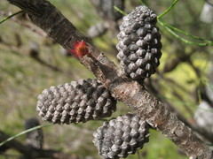Allocasuarina campestris