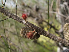 Allocasuarina campestris