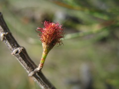 Allocasuarina campestris