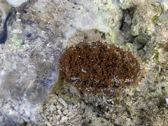 Actinopyga echinites