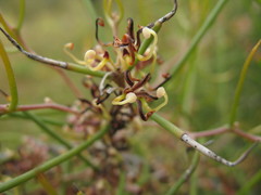 Hakea polyanthema