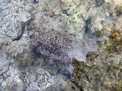 Actinopyga echinites