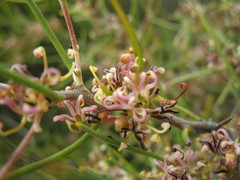 Hakea polyanthema