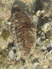 Actinopyga echinites