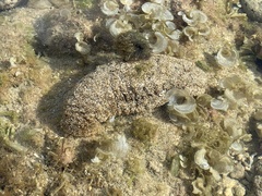 Actinopyga echinites