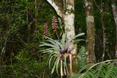 Vriesea platynema