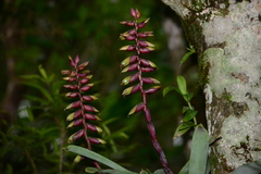 Vriesea platynema