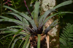 Vriesea platynema